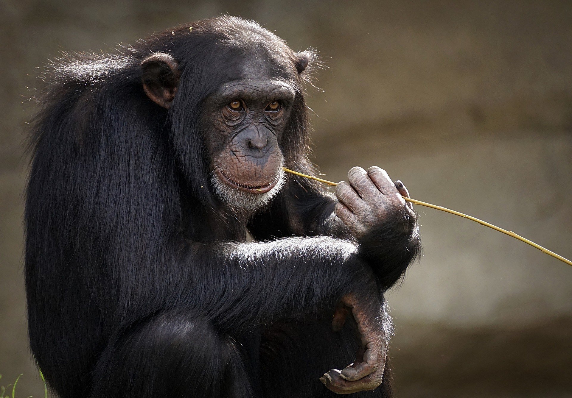 Numerous attempts have been made to teach chimpanzees to speak